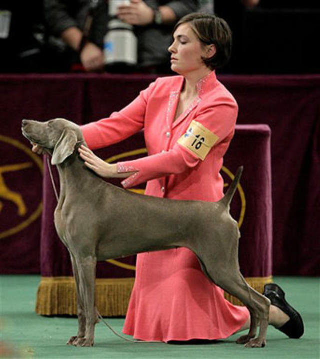 has a weimaraner ever won best in show at westminster