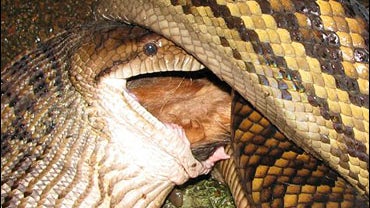 a five-meter (16-foot) python swallows a pet dog whole 
