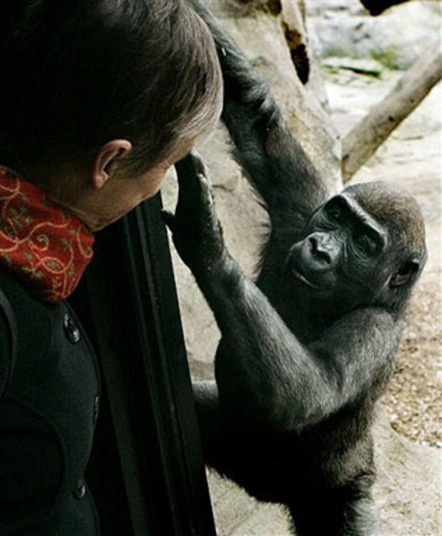 Gorilla Behind Glass 