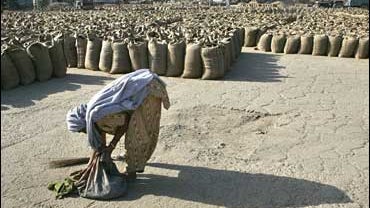 A woman collects the wheat grains left on the ground at Bhagatanwala grain market in Amitsar, India 