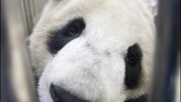 panda, funeral, mao mao 