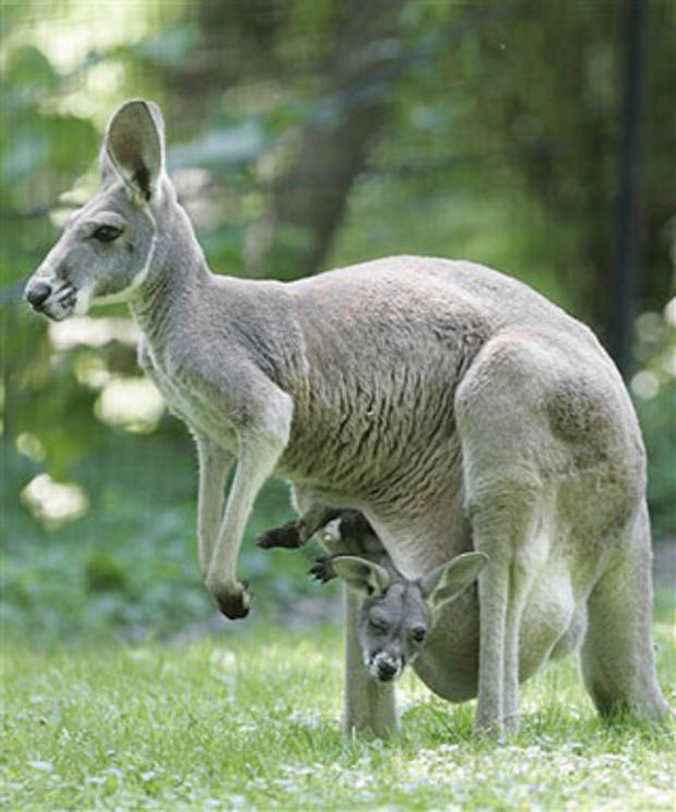 Cozy Kangaroo 