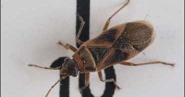 Surprise Visitor Flies Into London Museum - CBS News