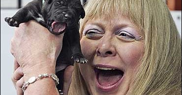 Five Pit Bulls Cloned In South Korea CBS News