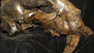 fossil venezuela tar pits saber-toothed paleontolgist cat 