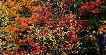Fall Scenes 2008