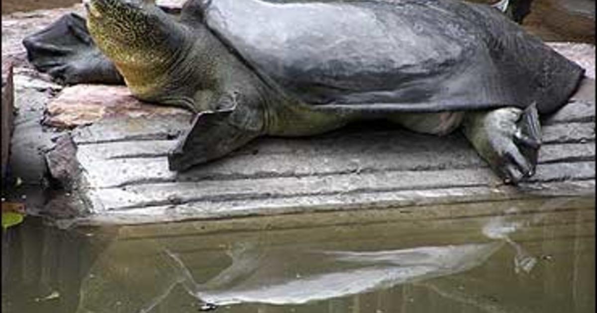 Attempt To Breed Rare Chinese Turtle Fails - CBS News