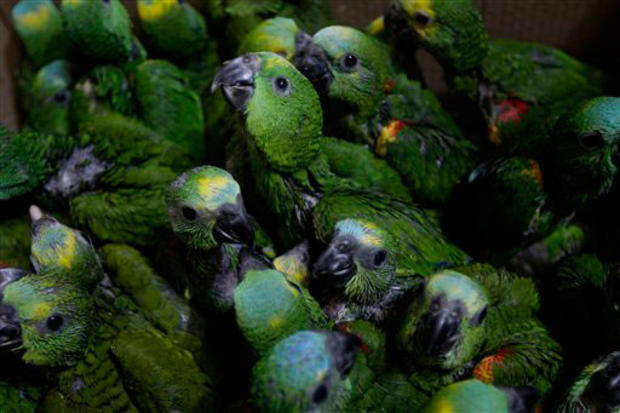 Parrot Rescue 