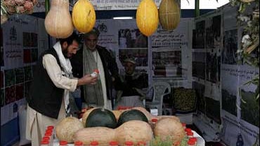 Afghan customers check an item which is displayed for sale during the Agricultural Exhibition in Mazar-i-Sharif, the provincial capital of Balkh province north of Kabul, Oct. 29, 2008. 