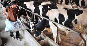 China's Animal Feed Tainted With Melamine CBS News