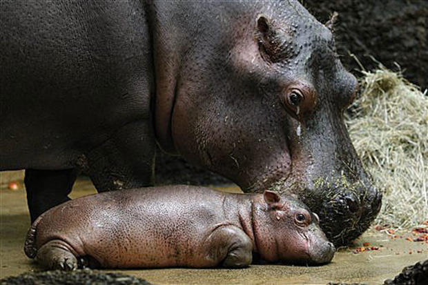 Little Hippo 