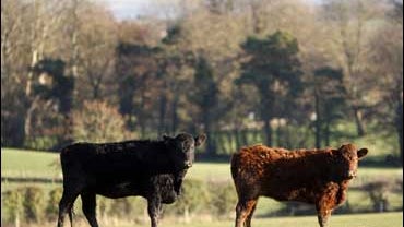 Cattle stand in a field near Virginia, Ireland on Dec. 9, 2008. Ireland announced it has found illegal levels of dioxins, the chemicals that are devastating its pork industry, in cattle, but insisted its beef was safe to eat. 