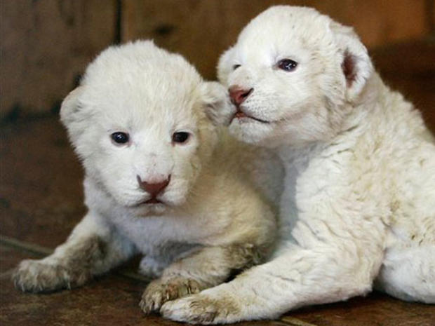 Cuddly Cubs 
