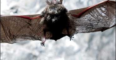 Mysterious, Deadly Bat Disease Spreads - CBS News