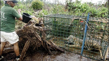 Sumatran Tiger Caught 