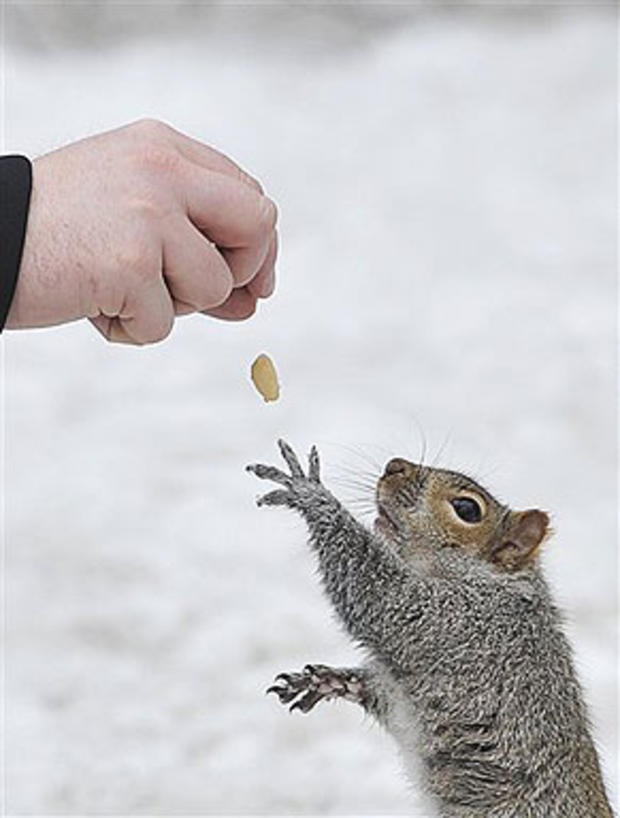 Squirrel Finds A Nut 