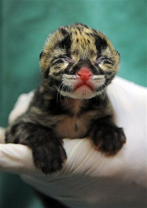 Little Leopard 