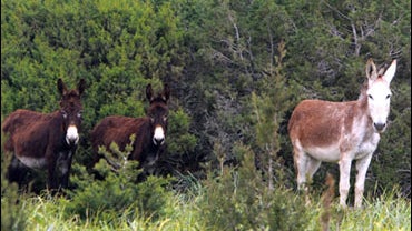 Cyprus donkeys 