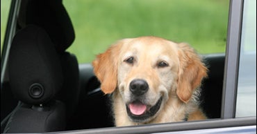 Driving with Pets: Dangerous Distraction - CBS News