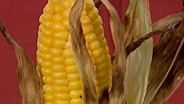 sunmo_corn_705.jpg 