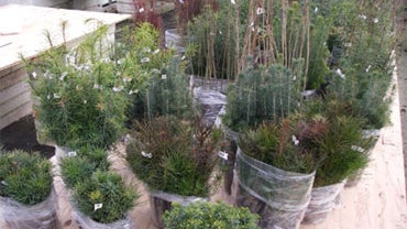 This Nov. 2008 image provided by the British Columbia Ministry of Forests and Range shows seedlings grown for their first year in a greenhouse, then bundled and taken to the field for planting, at a nursery in Vernon, British Columbia. 