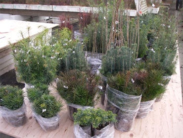 This Nov. 2008 image provided by the British Columbia Ministry of Forests and Range shows seedlings grown for their first year in a greenhouse, then bundled and taken to the field for planting, at a nursery in Vernon, British Columbia. 