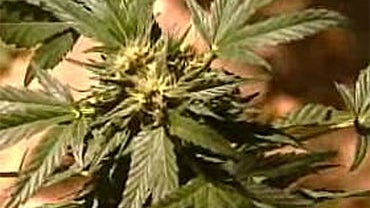 Marijuana plants seized in a raid on an illegal grow in a remote area of Balch Camp, Calif., in the Central Valley. 