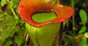 Fruit Of The Vine CBS News