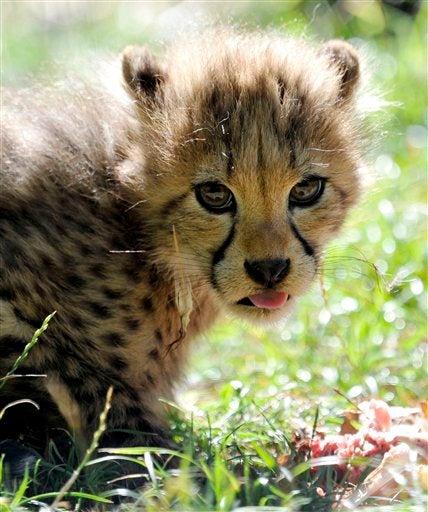 Cub Scout 
