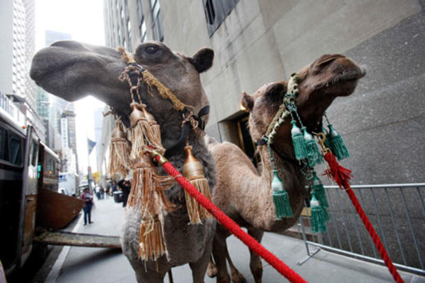 Camels in New York 