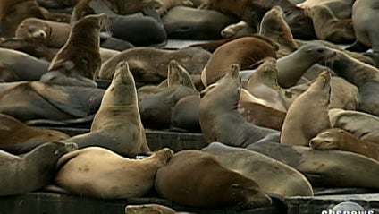 carousel: Sea lions invade Pier 39 in San Francisco. 