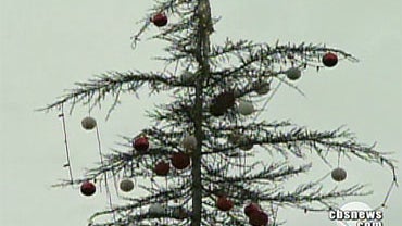 Concord, Calif.'s 2009 Christmas tree 