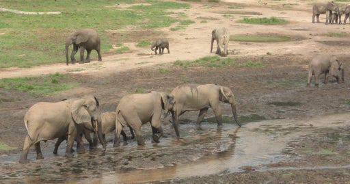 Zimbabwe finds elephants poisoned by poachers for ivory using cyanide
