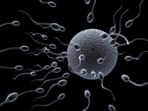 Swimming spermatozoa 