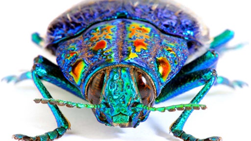 Jewel Beetle 