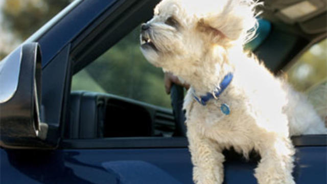 A small dog rides with his head out the window of a pickup truck in Great Falls, Mont., Tuesday, Aug. 23, 2005. 