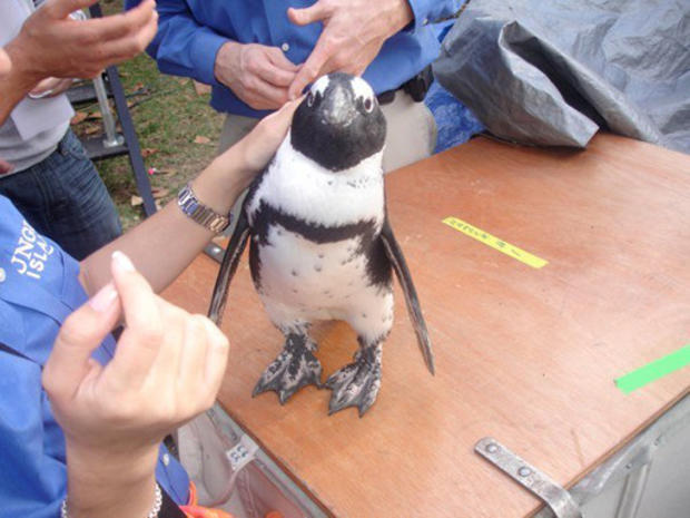 13-penguin.jpg 