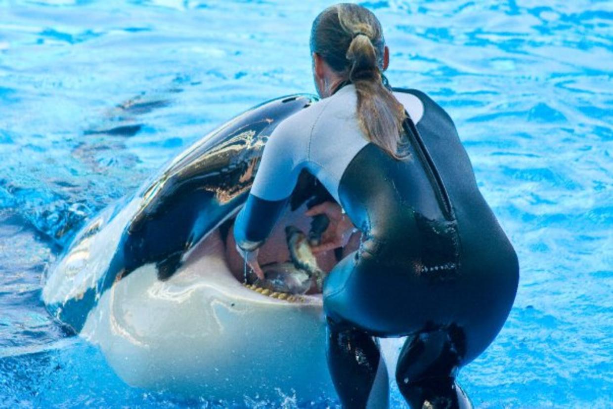 Dawn Brancheau SeaWorld Trainer Killed