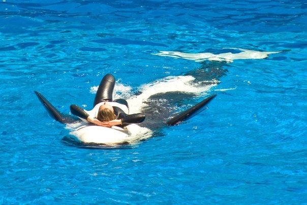 Dawn Brancheau SeaWorld Trainer Killed