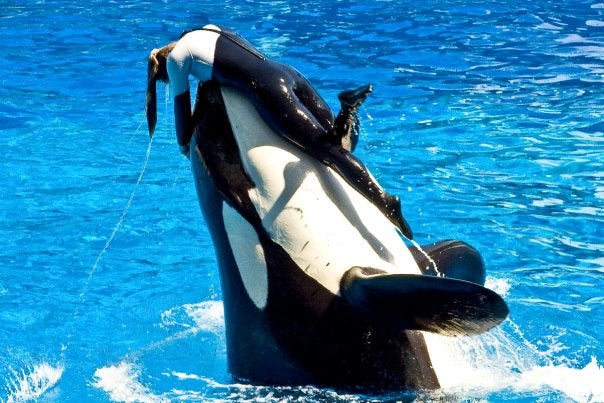 Dawn Brancheau SeaWorld Trainer Killed