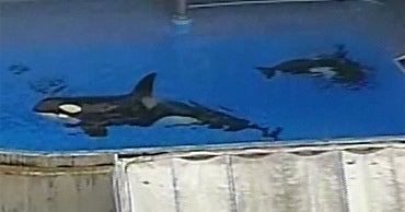 SeaWorld Dives into Damage Control - CBS News