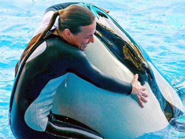 SeaWorld Will Fight $75k Fine in Trainer Dawn Brancheau's Death - CBS News