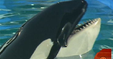 Lolita, beloved killer whale who had been in captivity, has died, Miami Seaquarium claims Lolita, beloved killer whale who had been in captivity, has died, Miami Seaquarium claims