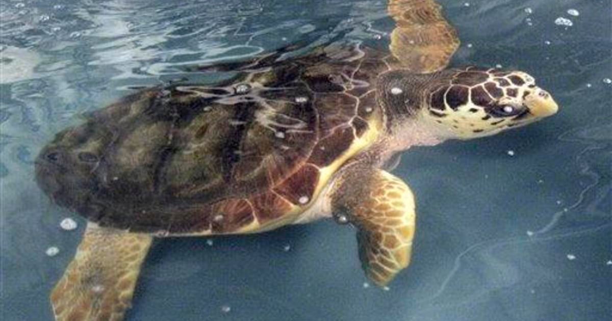 Fisherman Fear Impact ofTurtle Restriction - CBS News