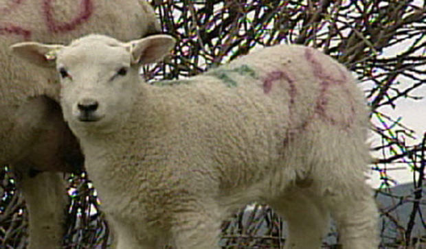 2-lamb.jpg 
