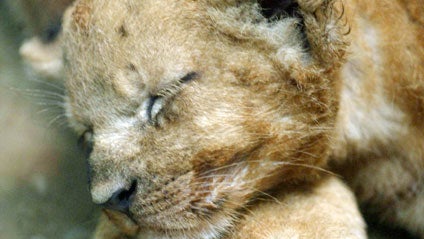 Lion-Cub.jpg 