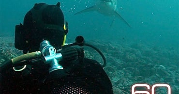 Great Whites: Diving With the Sharkman - CBS News