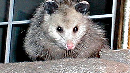 Opossum (AP Photo, file) 