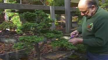 A bonsai tree being "trained" by American-born bonsai master Chase Rosade. 