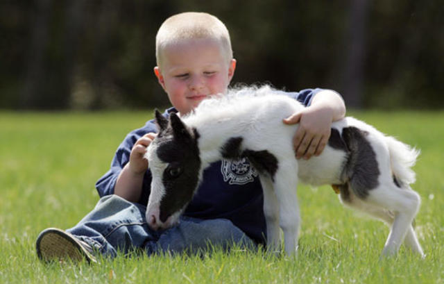 Pint-Sized Pony